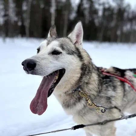 度假居 Cozy Arctic Lakeside With Private Sauna *