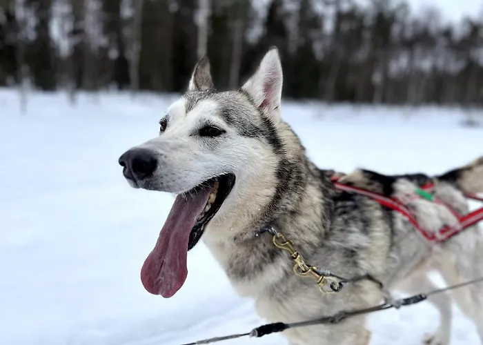 度假居 Cozy Arctic Lakeside With Private Sauna *